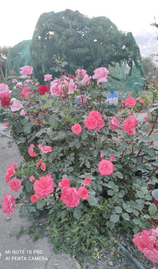 Вилла La Casa Delle Rose 1 Giba Экстерьер фото